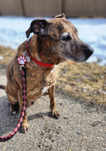 Load image into Gallery viewer, NFC PET ID TAGS
